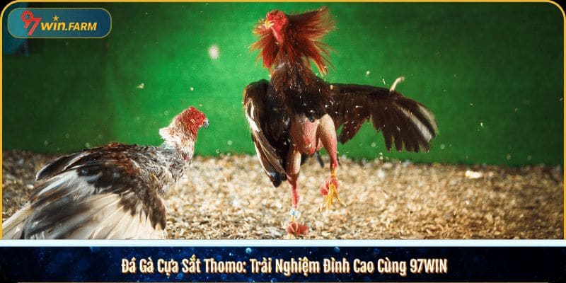 Đá Gà Cựa Sắt Thomo: Trải Nghiệm Đỉnh Cao Cùng 97WIN