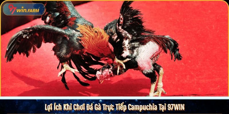 Lợi Ích Khi Chơi Đá Gà Trực Tiếp Campuchia Tại 97WIN