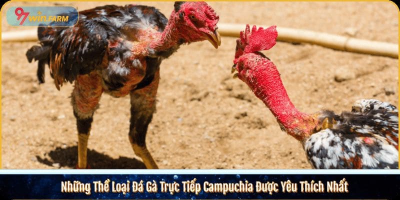 Những Thể Loại Đá Gà Trực Tiếp Campuchia Được Yêu Thích Nhất