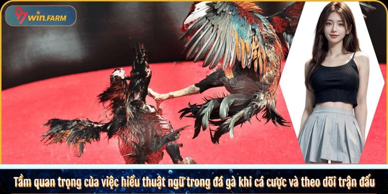 Tầm quan trọng của việc hiểu thuật ngữ đá gà khi cá cược và theo dõi trận đấu